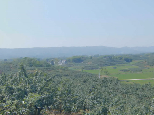 花椒种植基地