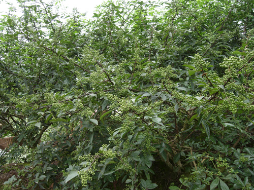 刺壳花椒基地图片