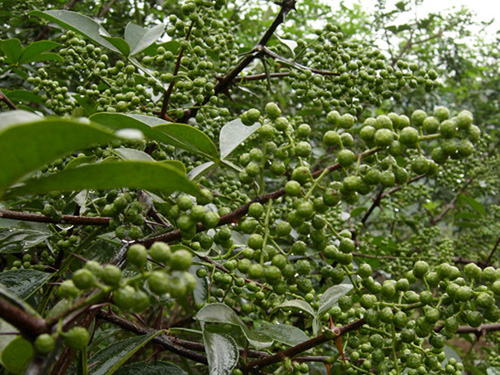 砚壳花椒基地图片