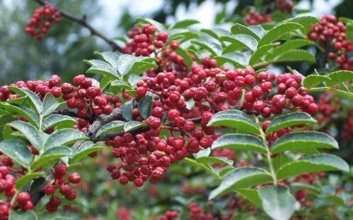 重庆保鲜花椒 怎样才能一年四季都吃到鲜花椒？ 